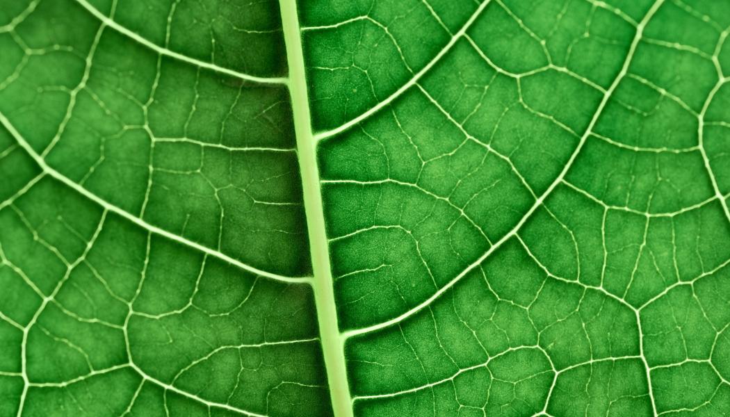 Foto: Victor Grabarczyk/Unsplash