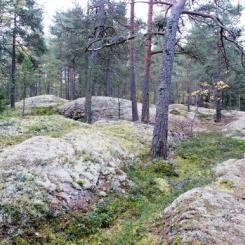 Nyckelbiotopen ligger i utkanten av Bergaskogen, ett område präglat av gammal barrskog som kommunen identifierat som särskilt skyddsvärt. Foto: Upplands Väsby kommun