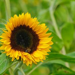Foto: Alexander Schimmeck / Unsplash