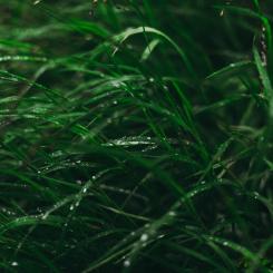 Foto: Artiom Vallat/Unsplash