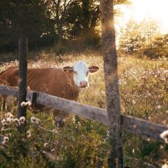 Foto: Christian Widell/Unsplash