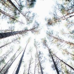 Foto: Markus Spiske / Unsplash