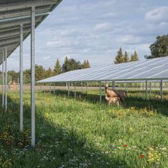 Dovhjort rör sig fritt under och mellan solpanelerna i Ørsteds planerade WildparkPV-anläggning i tyska Sötern. Foto: Ørsted.